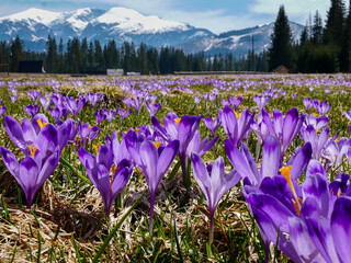 krokusowa polana © Monika