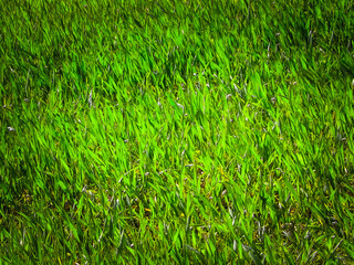 Close up of green grass as nature background.