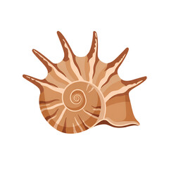 Fototapeta premium Seashell with Simple Spiral Patterns