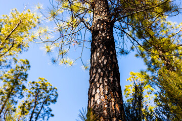 Fototapeta premium a light and lush Mediterranean forest