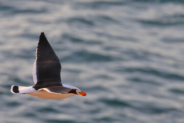 pacific gull