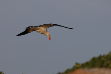 pacific gull