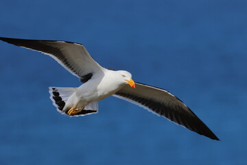 pacific gull