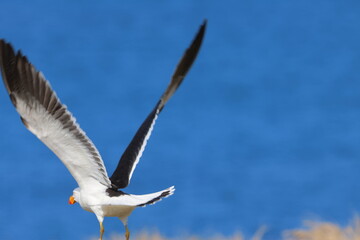 pacific gull