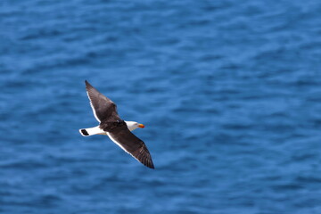 pacific gull