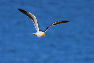 pacific gull