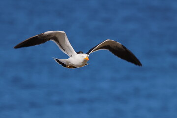 pacific gull