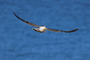 pacific gull