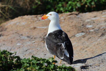 pacific gull