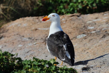 pacific gull