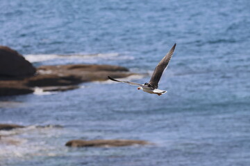 pacific gull