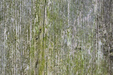 Fototapeta premium The old board is slightly covered with moss 
