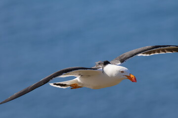 pacific gull