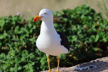 pacific gull