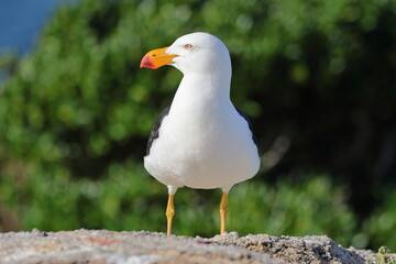 pacific gull