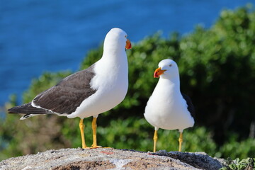 pacific gull