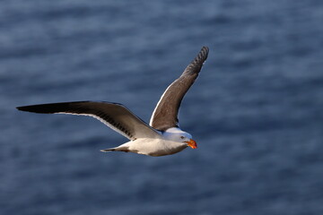pacific gull