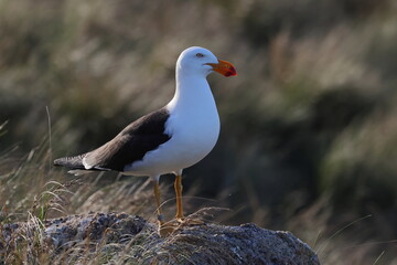 pacific gull