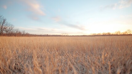 Obraz premium Golden Prairie Sunset Serene landscape, tall grass, peaceful sunset sky, nature background, ideal for travel brochures
