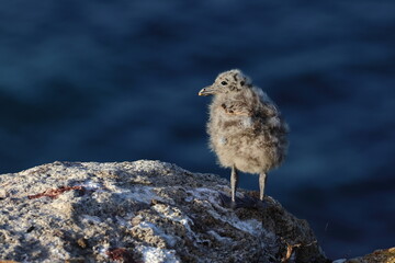 pacific gull