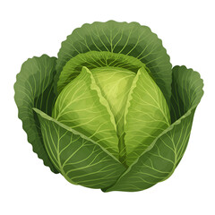 Obraz premium Cabbage with Round Leaves and Visible Texture