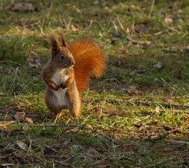 squirrel in the park
