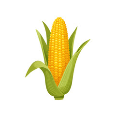 Corn Stalk with Visible Husks