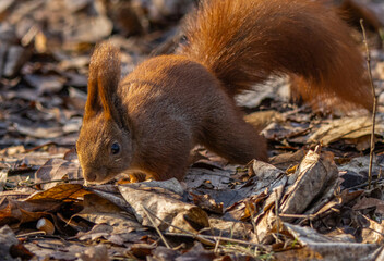 squirrel searching for nut