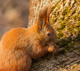 squirrel eating nut