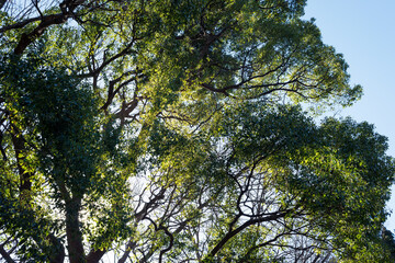 大きな木々の林、常緑の巨樹。
