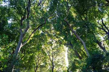 大きな木々の林、常緑の巨樹。