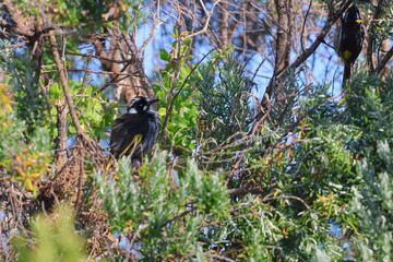 honeyeater