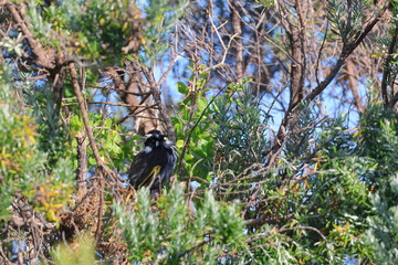 honeyeater