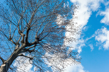 落葉した冬の木と青空