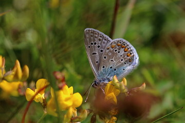 butterfly viroin
