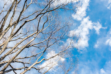 落葉した冬のケヤキと青空