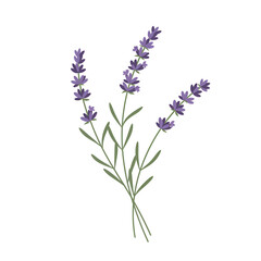 Naklejka premium Lavender Plant with Long Stems and Purple Flowers