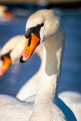 Obraz premium Swans on the Baltic Sea coast in winter