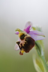 orchid