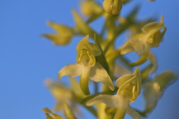 Fototapeta premium white orchid
