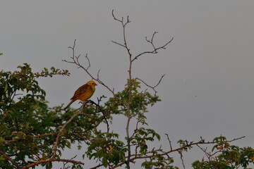yellowhammer