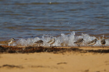 western treatment plant
