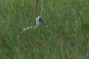 royal spoonbill
