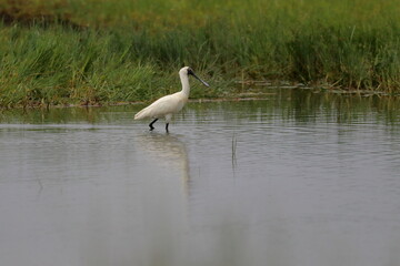 royal spoonbill