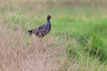purple swamphen