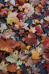 Fall time leaves on the ground