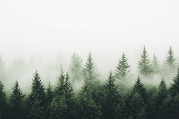 Misty mountain forest landscape, tranquil scene