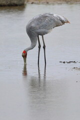 brolga
