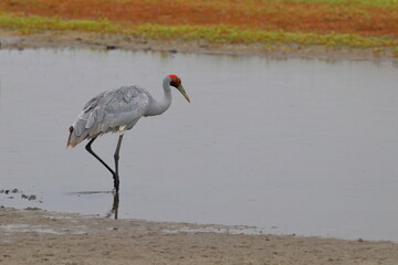 brolga