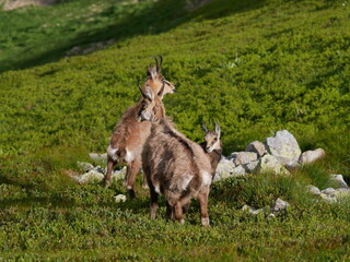 Górskie kozice © Monika
